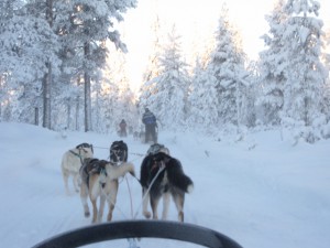 オプションの東の横綱「犬ぞり体験」